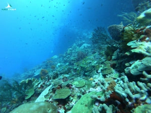 Plongée en Martinique, Nautitan